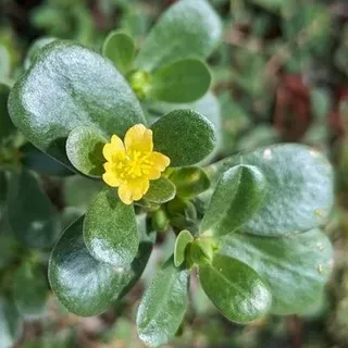 thumbnail for publication: Purslane: The Reigning Champion of Vitamins A and E among Vegetables and a Potential Crop for Home Gardens